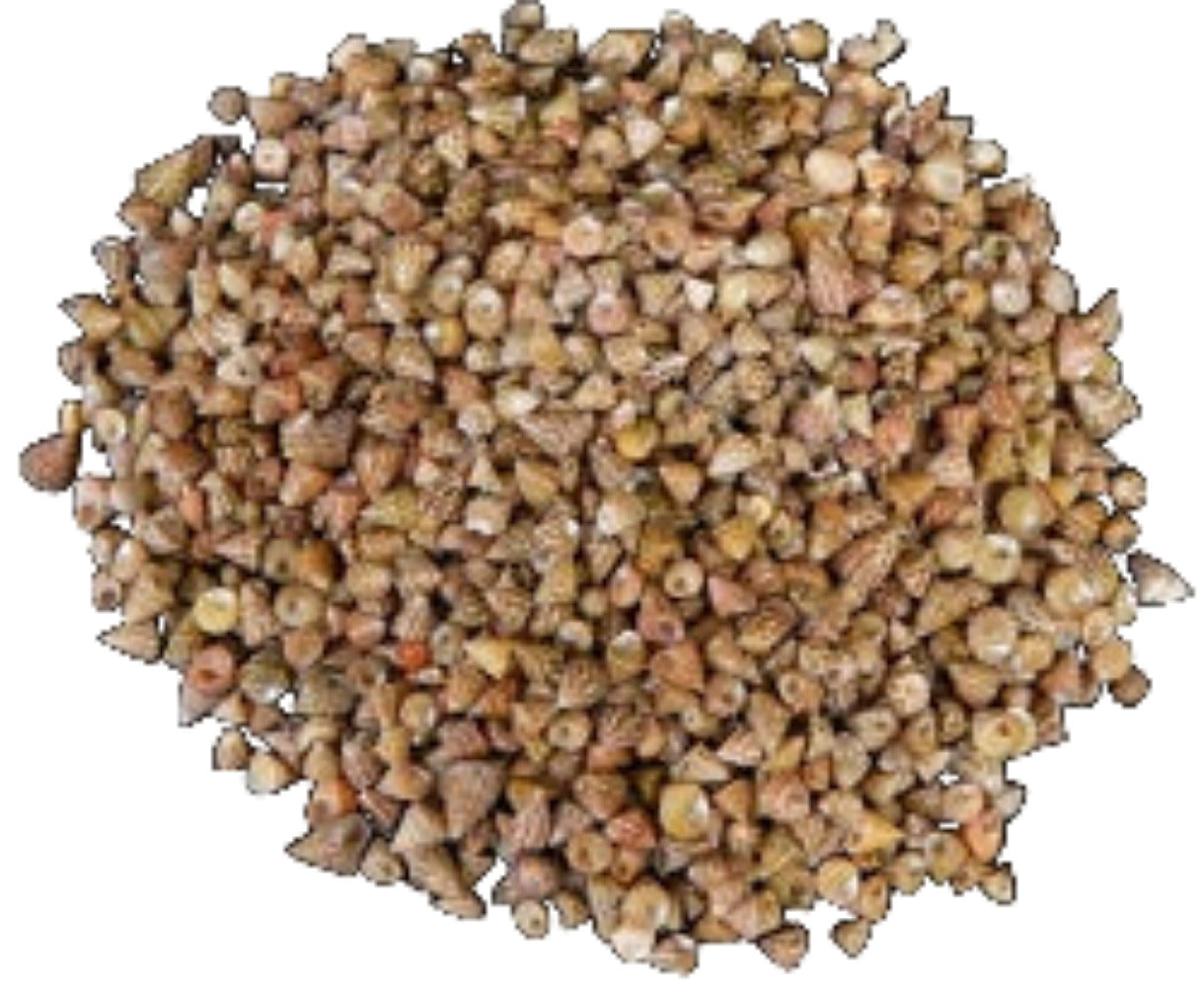 Top Natural 1/4" or Less Shells Sold By The 1/4 LBS