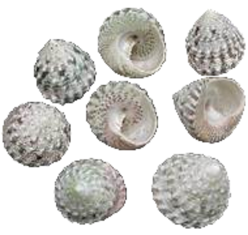 Troca Natural 3/4" Shells Sold By The 1/4 LBS