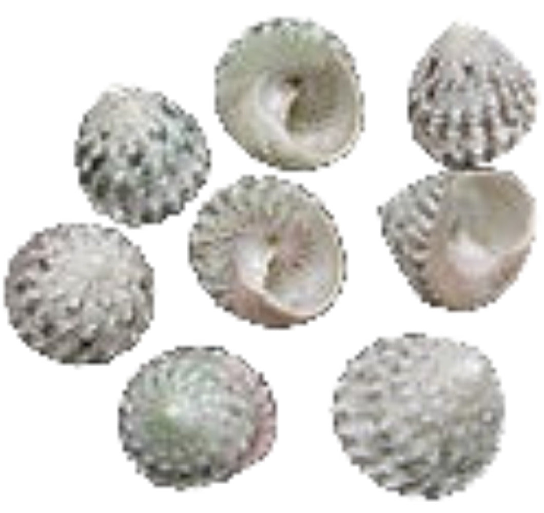 Trochus (Natural) 1/2 to 1" Shell Sold Each