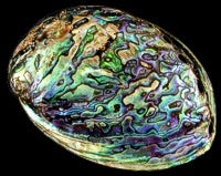 Abalone Paua Polished 4 to 5" Shell Sold Each