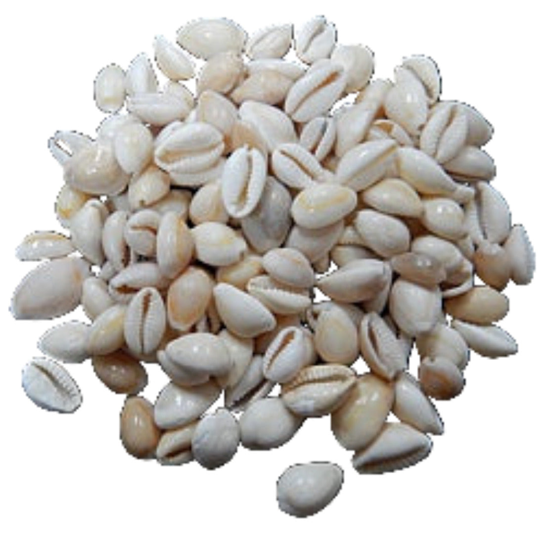 Cowry (Peach) 1/2 to 3/4" Shells Sold By 1/4 LBS