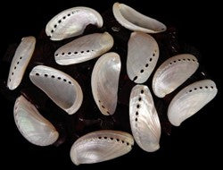 Abalone 3" Polished Pearl Sold Each