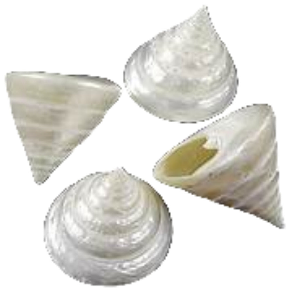 Troca (Pearl) at Least  2 1/2" Shell  Sold Each