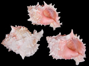 Murex Pink Throat 3 to 4" Shell Sold Each