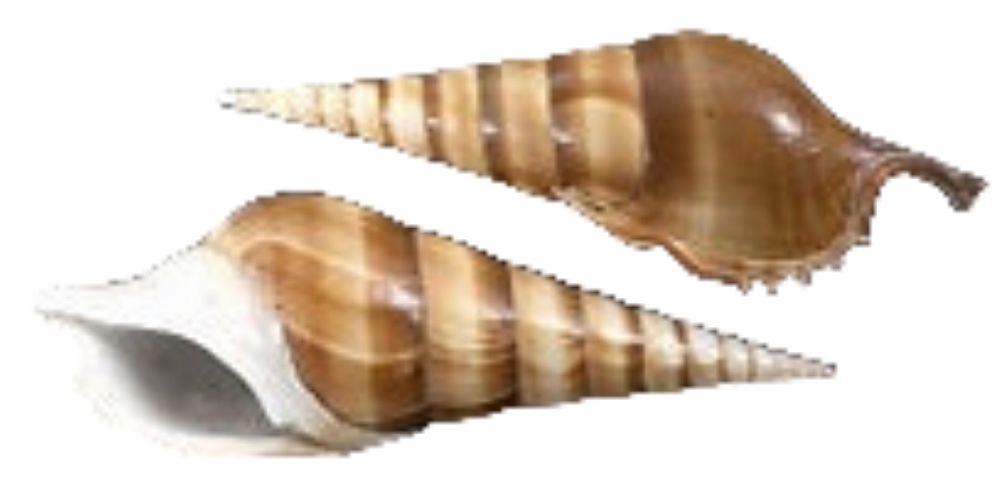 Tibia Curta Polished 3 1/2 to 5"  Shell Sold Each