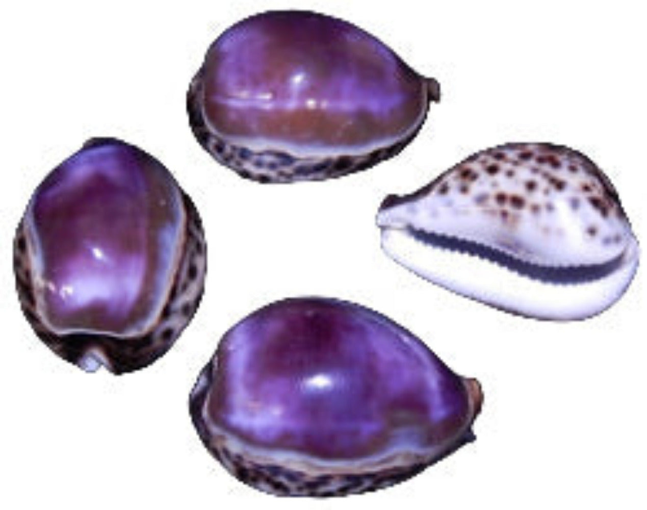Cowry 3" Purple Top Shell  Sold Each