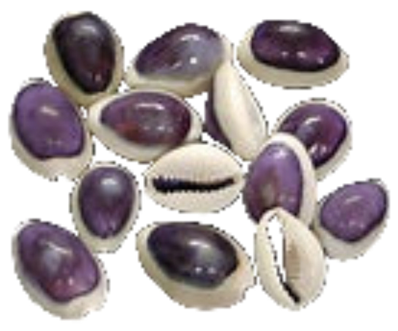 Cowrie (Purple Top) Tiger 3/4 to 1 1/4" Shell Sold Each