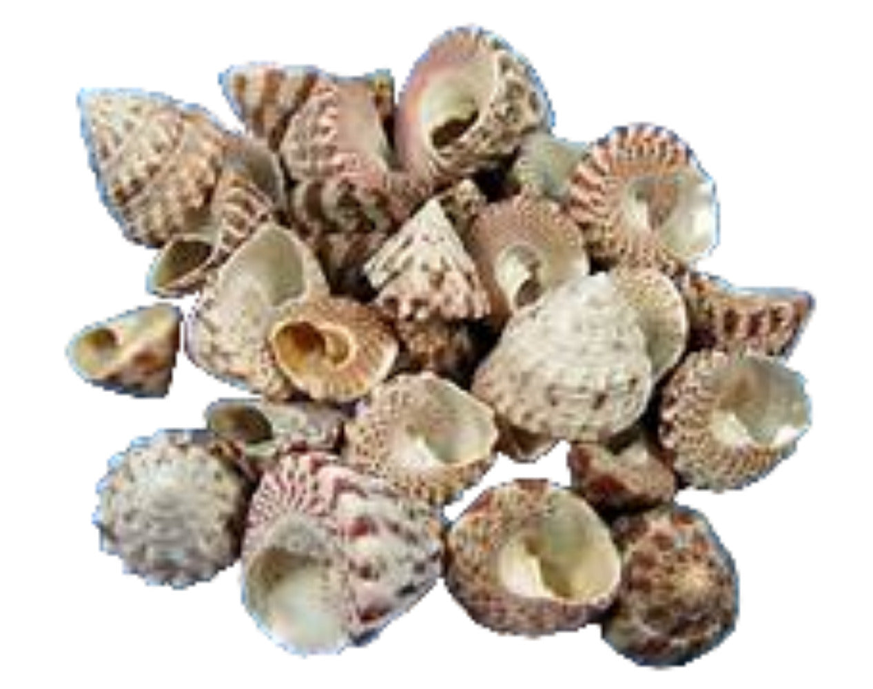 Trocus Red Stripe 1 1/4"  or Less Shells Sold Each