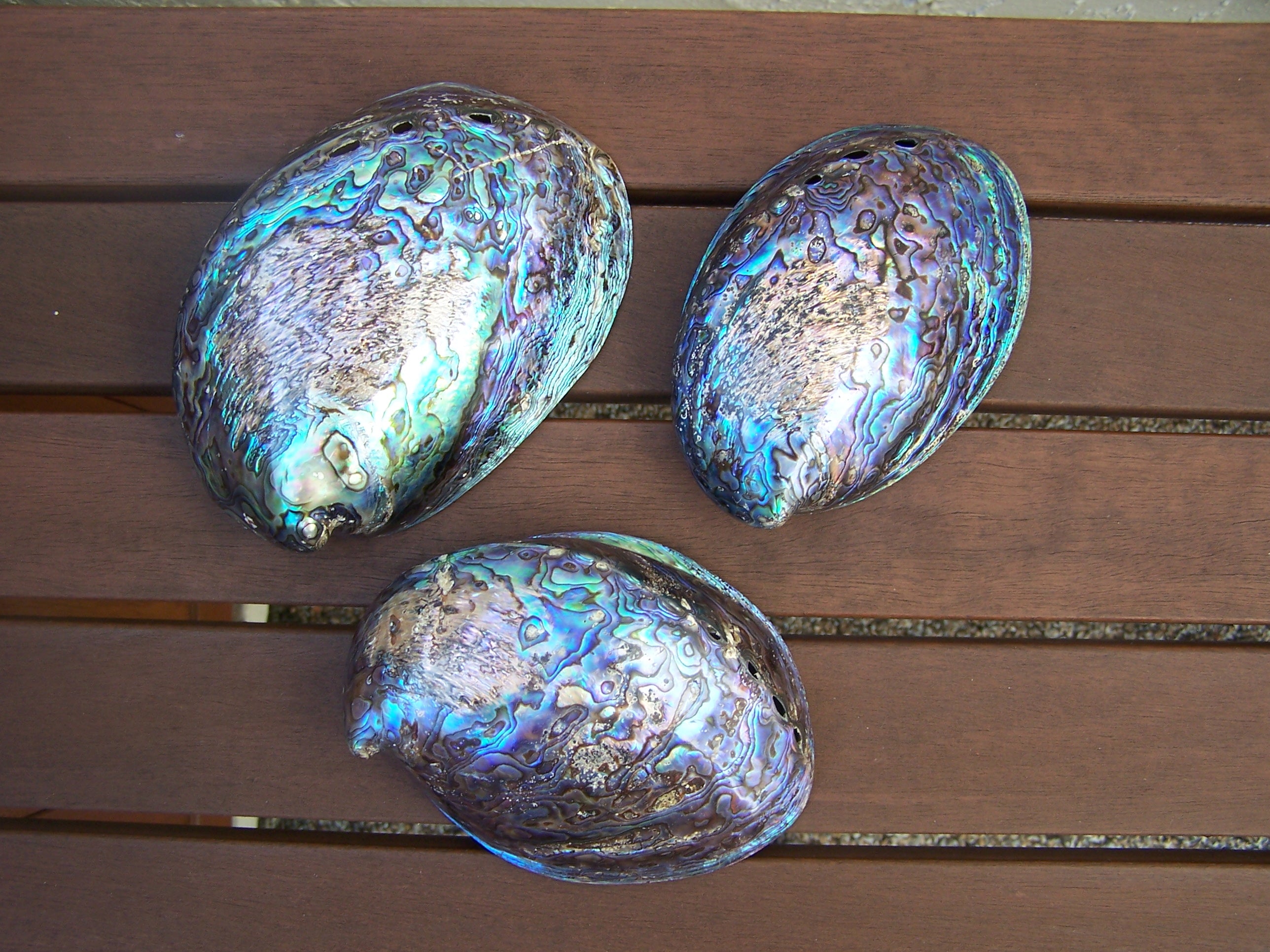Abalone Polished Scareface 4 to 5" Shell Sold Each