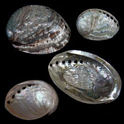 Abalone (Silver Green) 3 to 4" Shell Sold Each