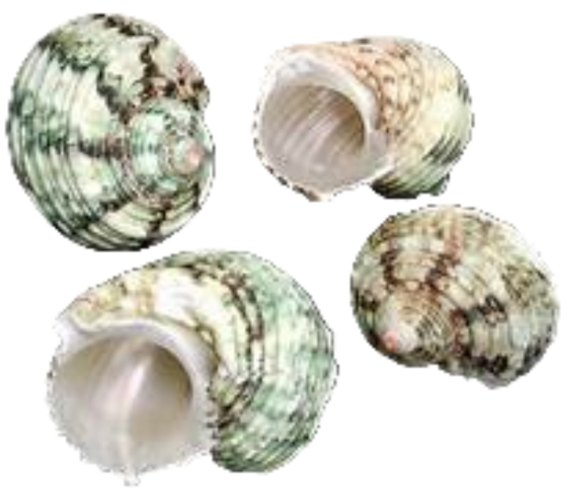 Turban Green Silver Mouth 1 to 2 1/2" Shells Sold By The 1/4 LBS