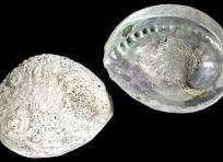 Abalone Silver Ruff Back 3 1/2 to 5 1/2"  Sold Each