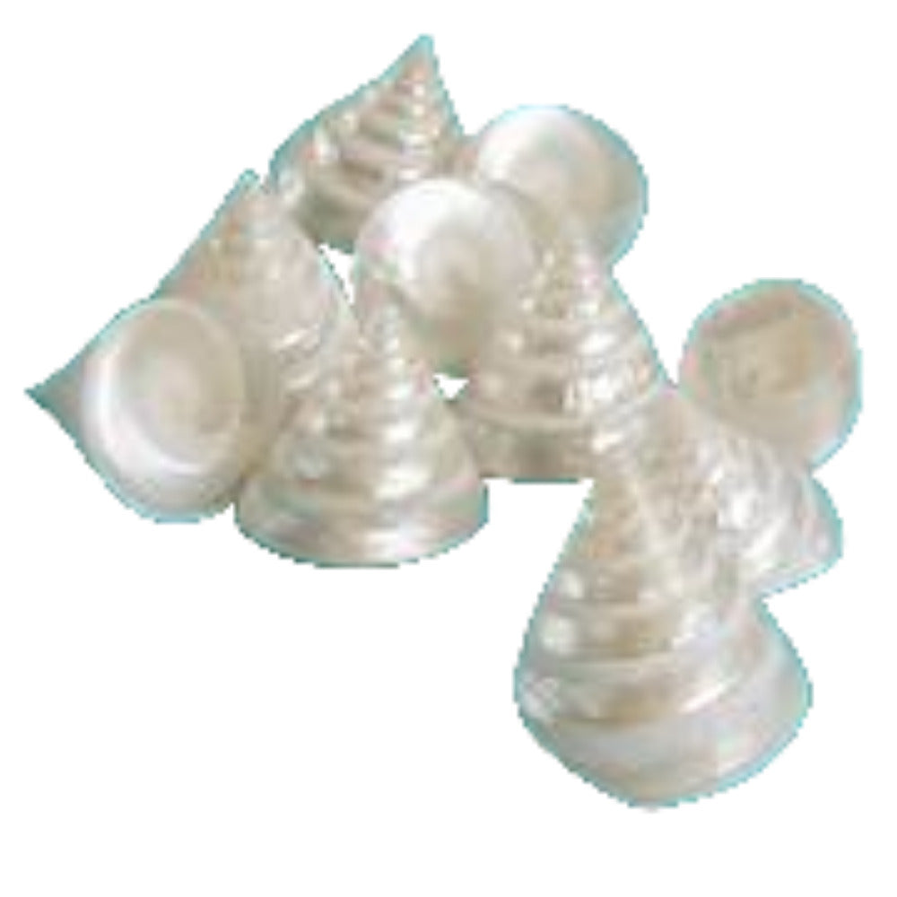 Troca (Silver) 2 to 2 1/2" Shells Sold Each
