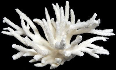 Coral Staghorn Cluster 7 to 10"  OUT OF STOCK