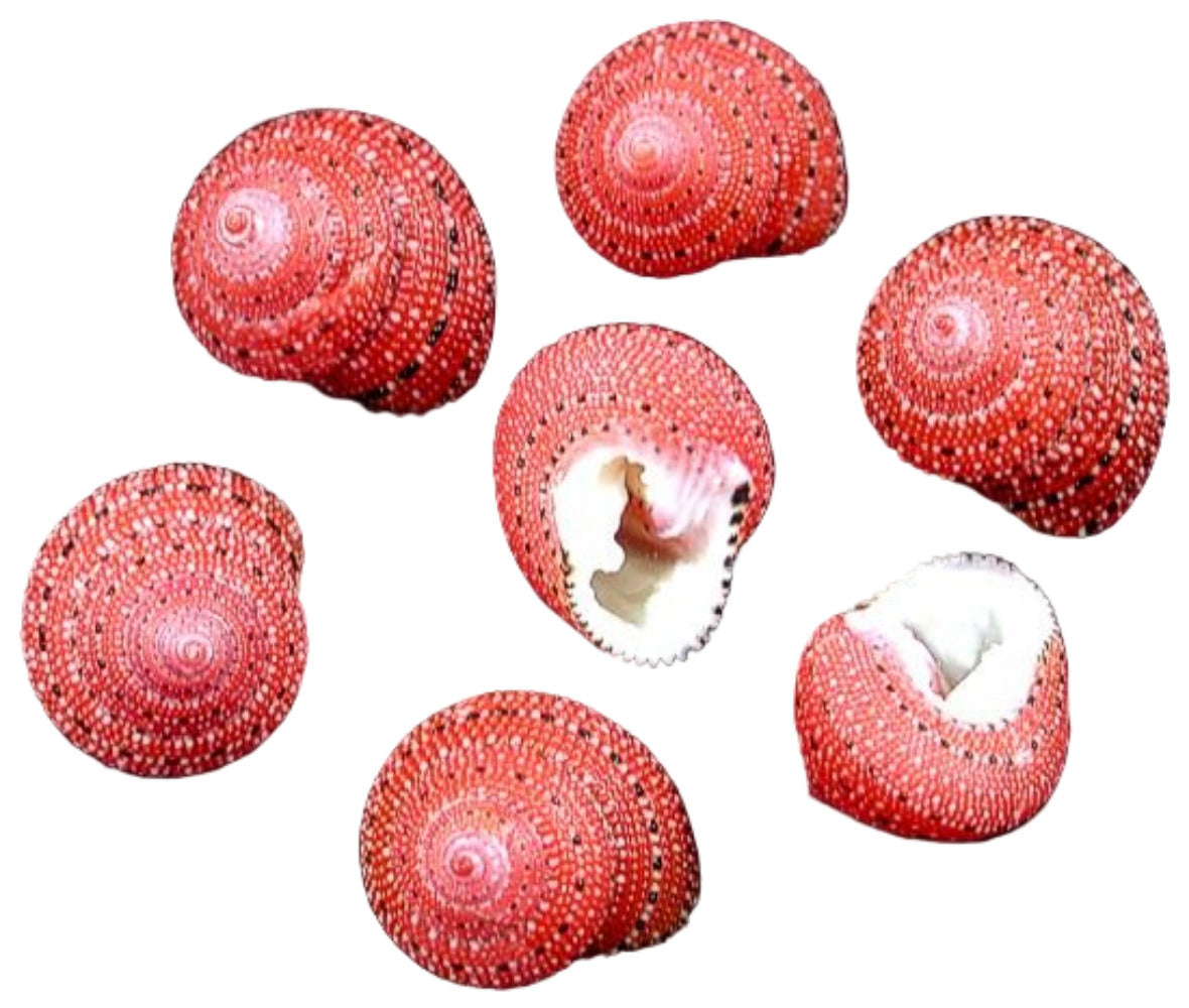 Turban Shell (Strawberry Top) 1/2" or less Shell Sold Each