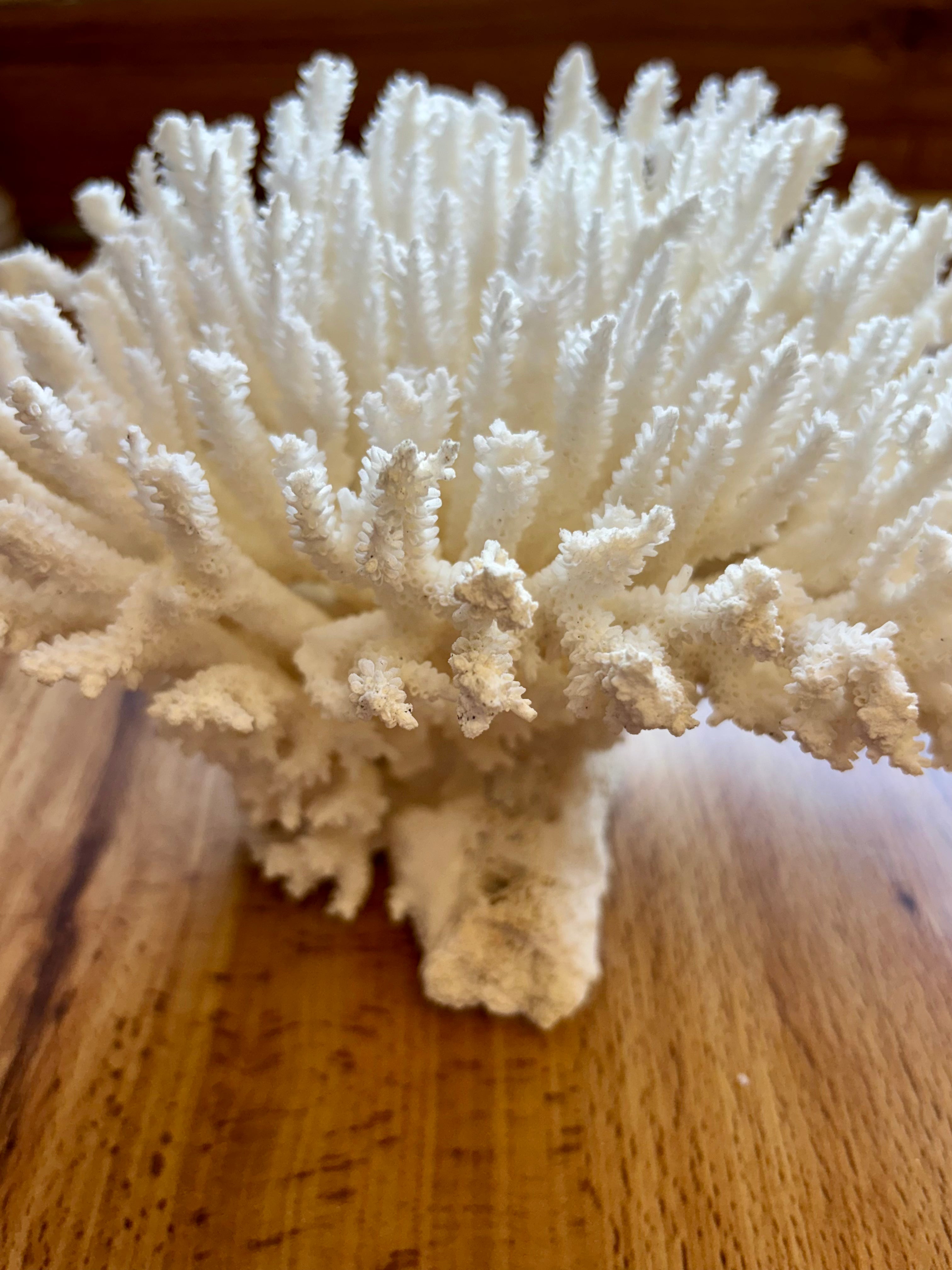 Coral Table Cluster 10 to 12" OUT OF STOCK
