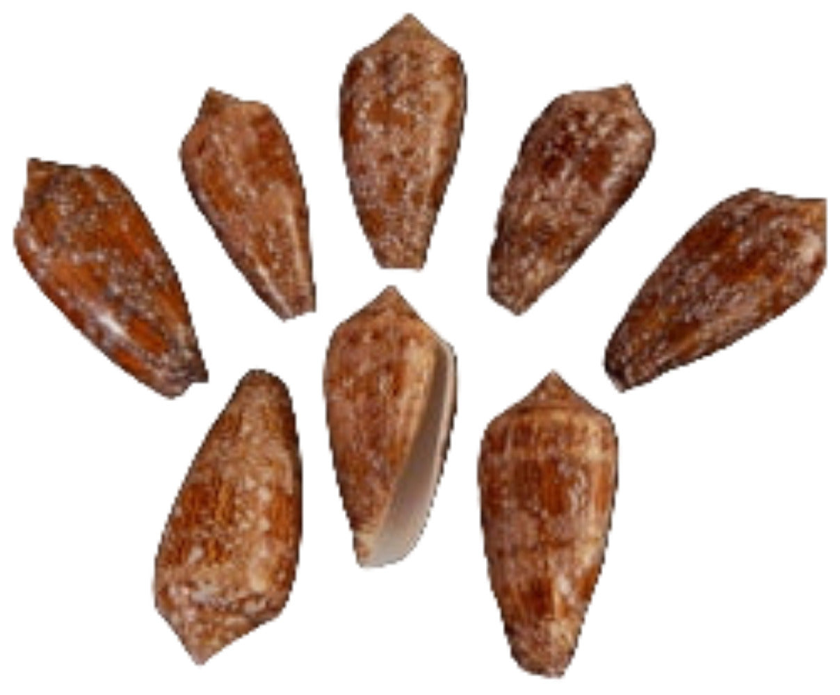 Cone Textile 3 to 4" Shell  OUT OF STOCK