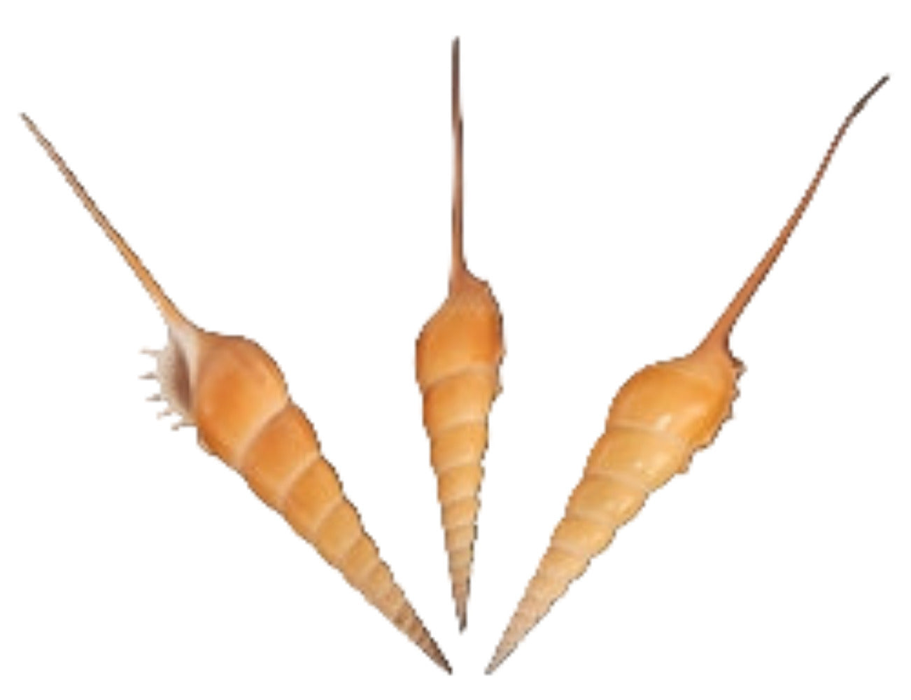 Tibia Fusus 7 to 9"  Shell Sold Each