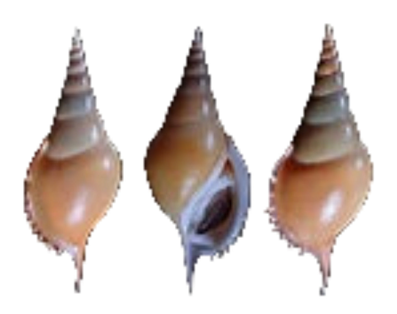 Tibia Martini 3 1/2 to 4" Shell Sold Each