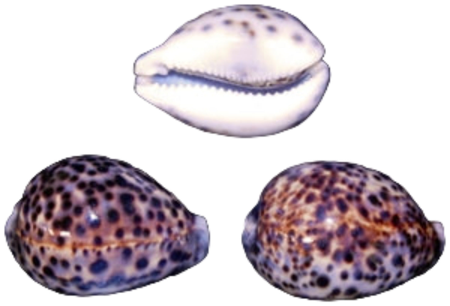 Cowrie (Tiger) 2 to 3"  Shell Sold Each