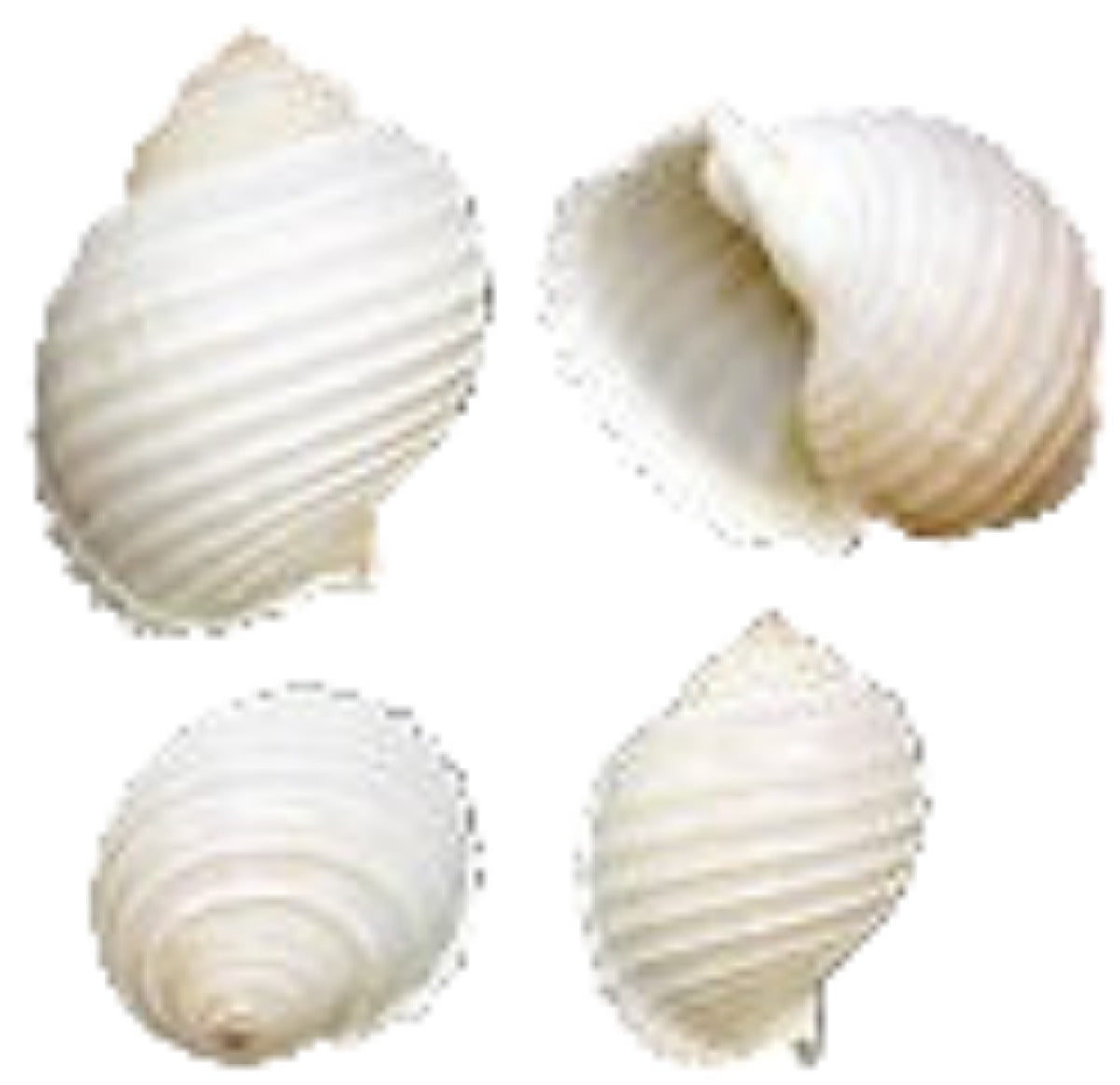 Tonna Allium Gastropod 3 to 4" Shell Sold Each