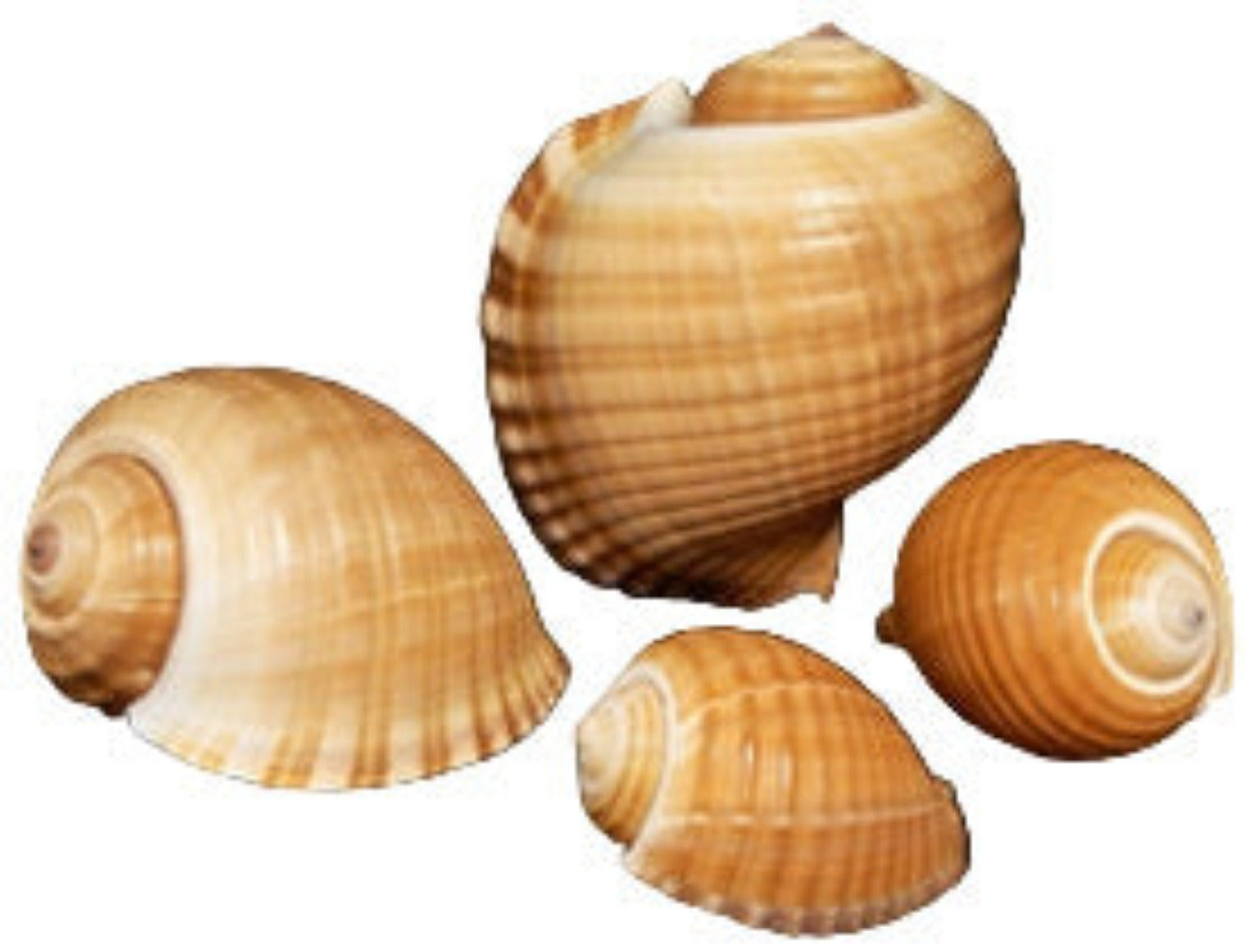 Tun Tonna Oleria 5 to 7"  Shell Sold Each