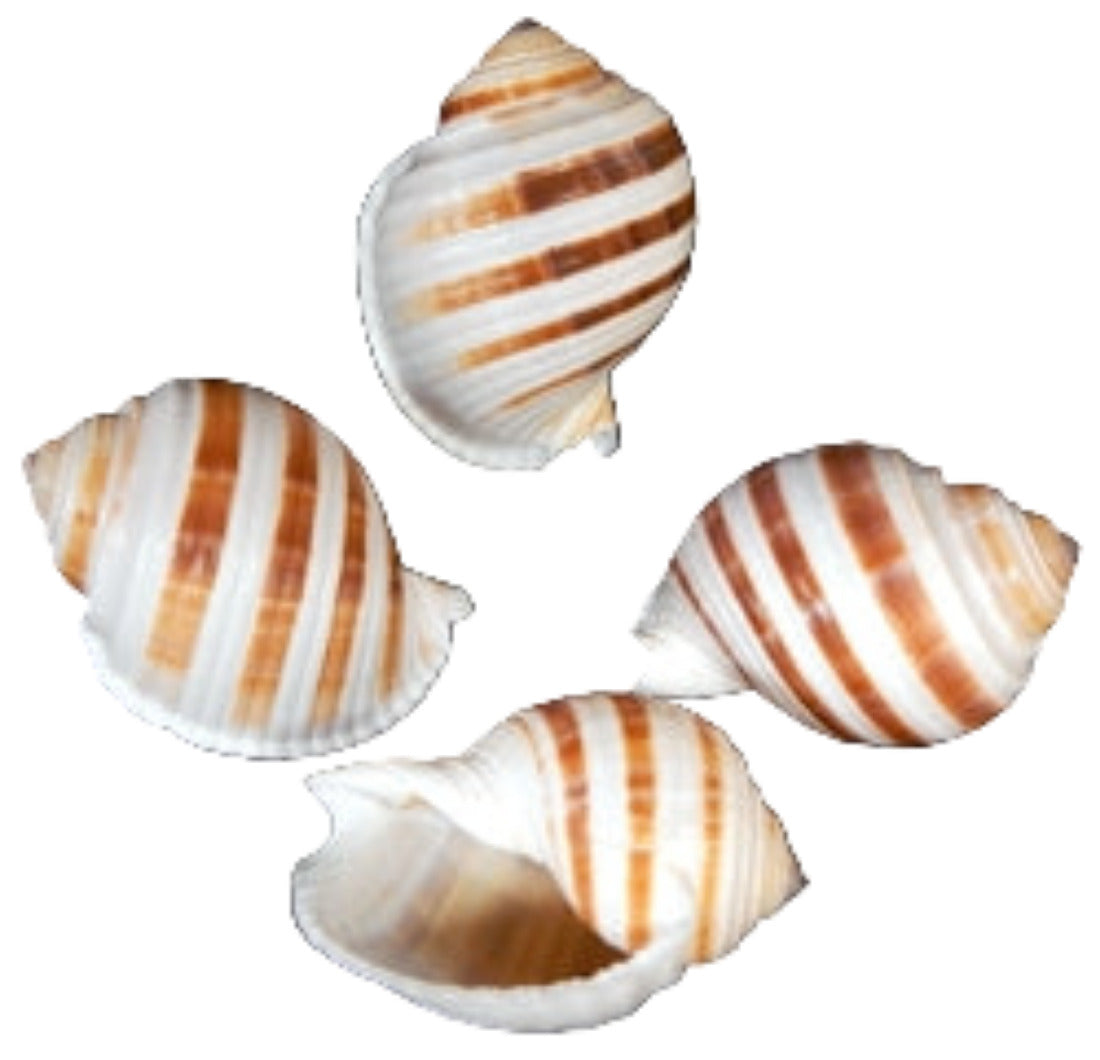 Tun Banded Tonna Selacosa 3 to 4 1/2" Shell  Sold Each