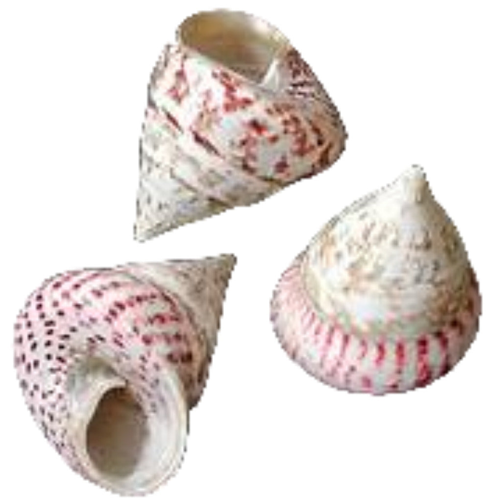 Troca Maculata Polished Shell 2 1/2 to 3", Sold Each