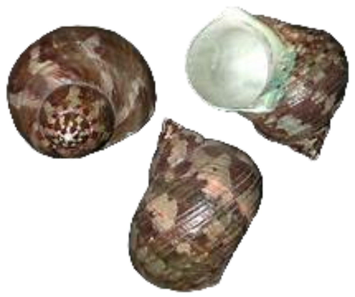 TURBO SHELLS KNOWLEDGE BASE