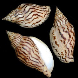 Volute Loroisi 3 to 3 1/2"  Shell Sold Each