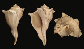 Welk (Florida) 6 to 7" Shell Sold Each