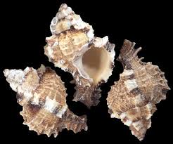 Murex (Apple) 2 to 2 1/2"  Shells Sold Each