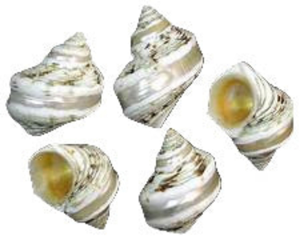Turbo Gold Mouth Polished Banded 2" Shell Sold Each