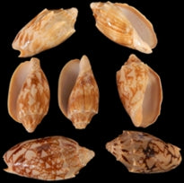 Volute (Bat) 2 to 2 3/4" Shells Sold By The 1/4 LBS