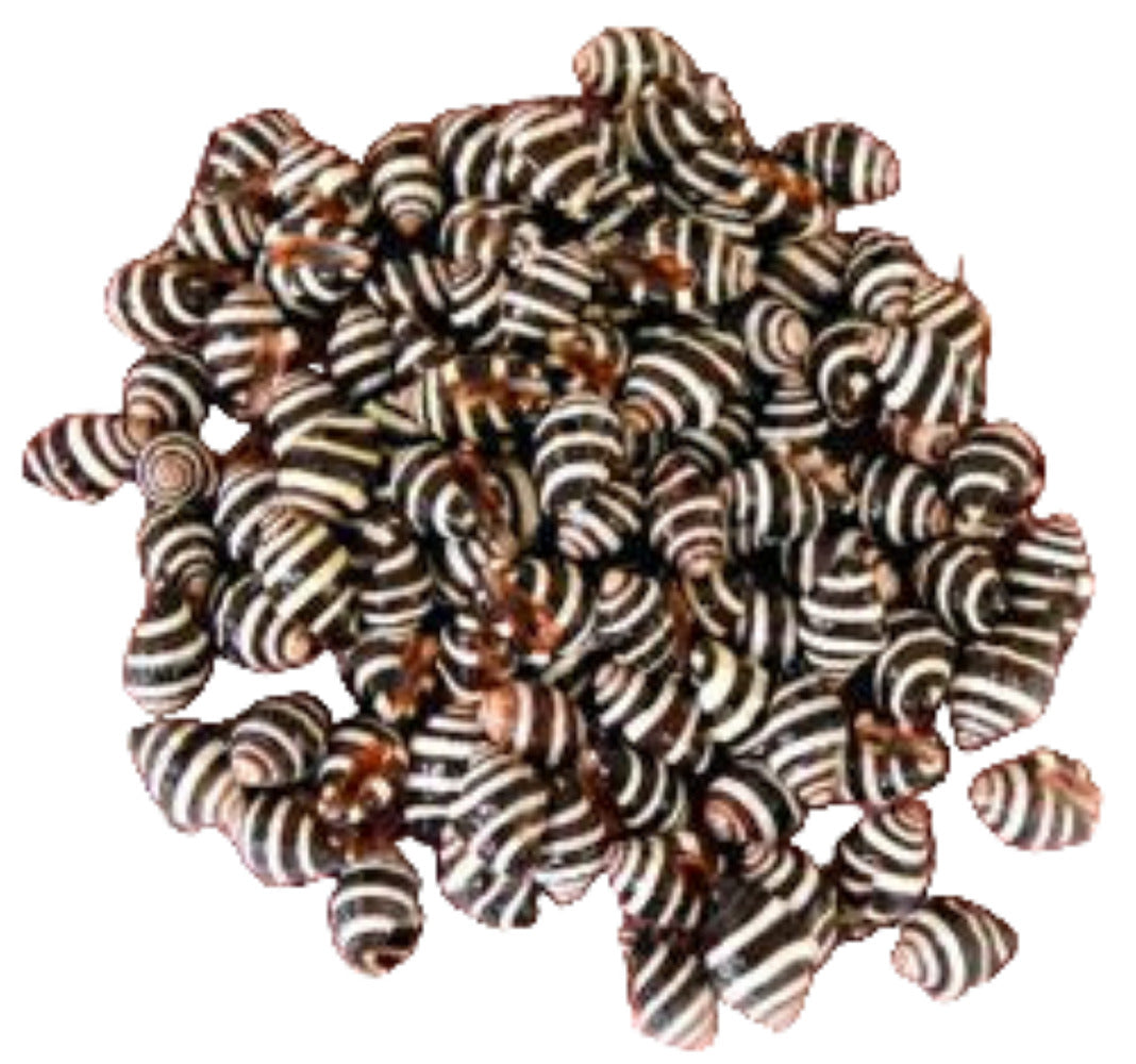 Snail Shell (Bee Hive) 1/2" or less Sold Each