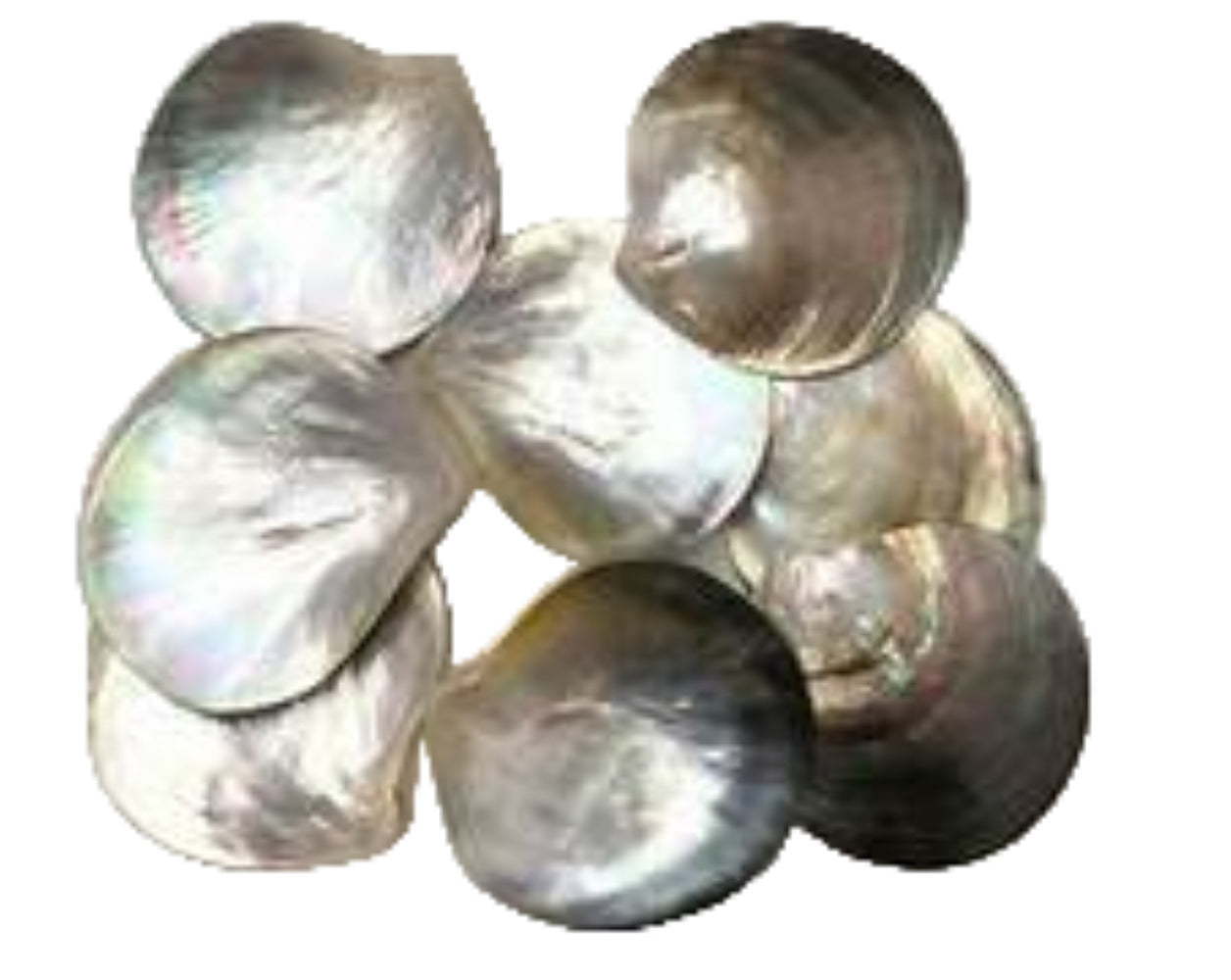 Oyster Black Lip Polished 4 to 4.5" Round  Sold Each