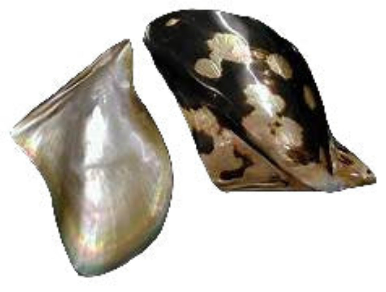 Oyster Brown Lip 6 to 8" Shell Sold Each