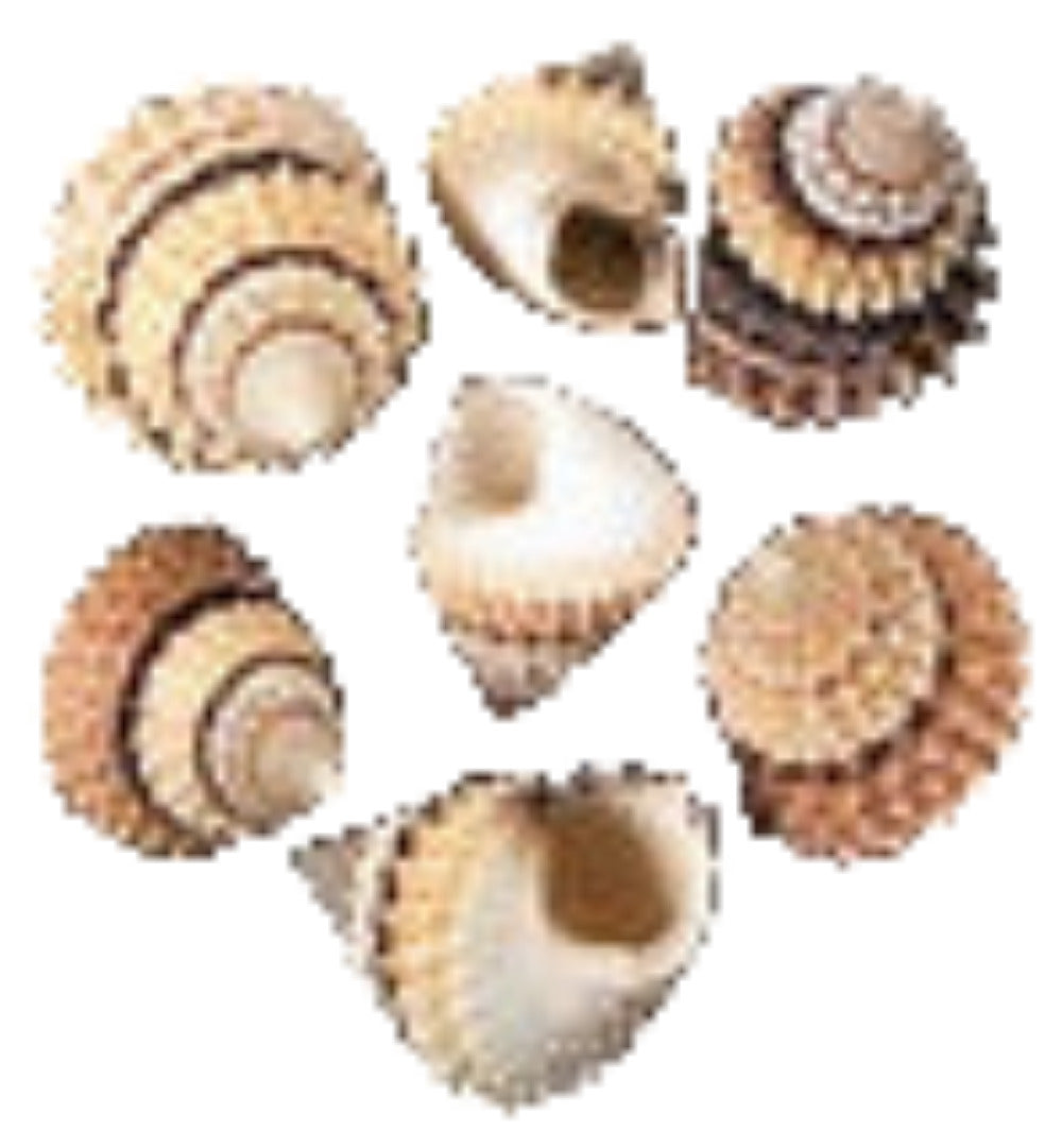 Snail (Candy) 1/2 to 3/4" sold each