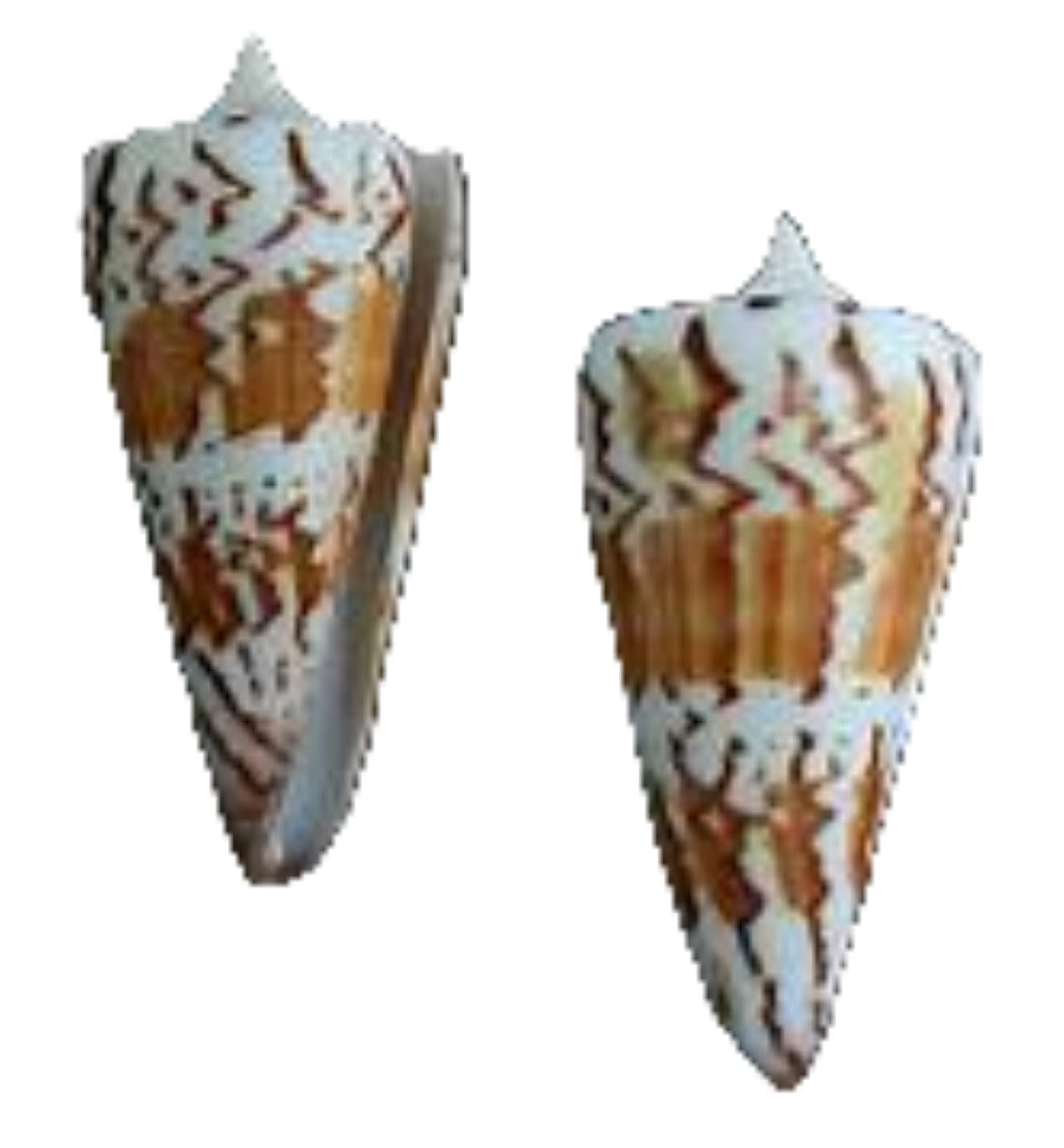 Cone Shell (Generalis)  1 1/2 to 2" Sold Each