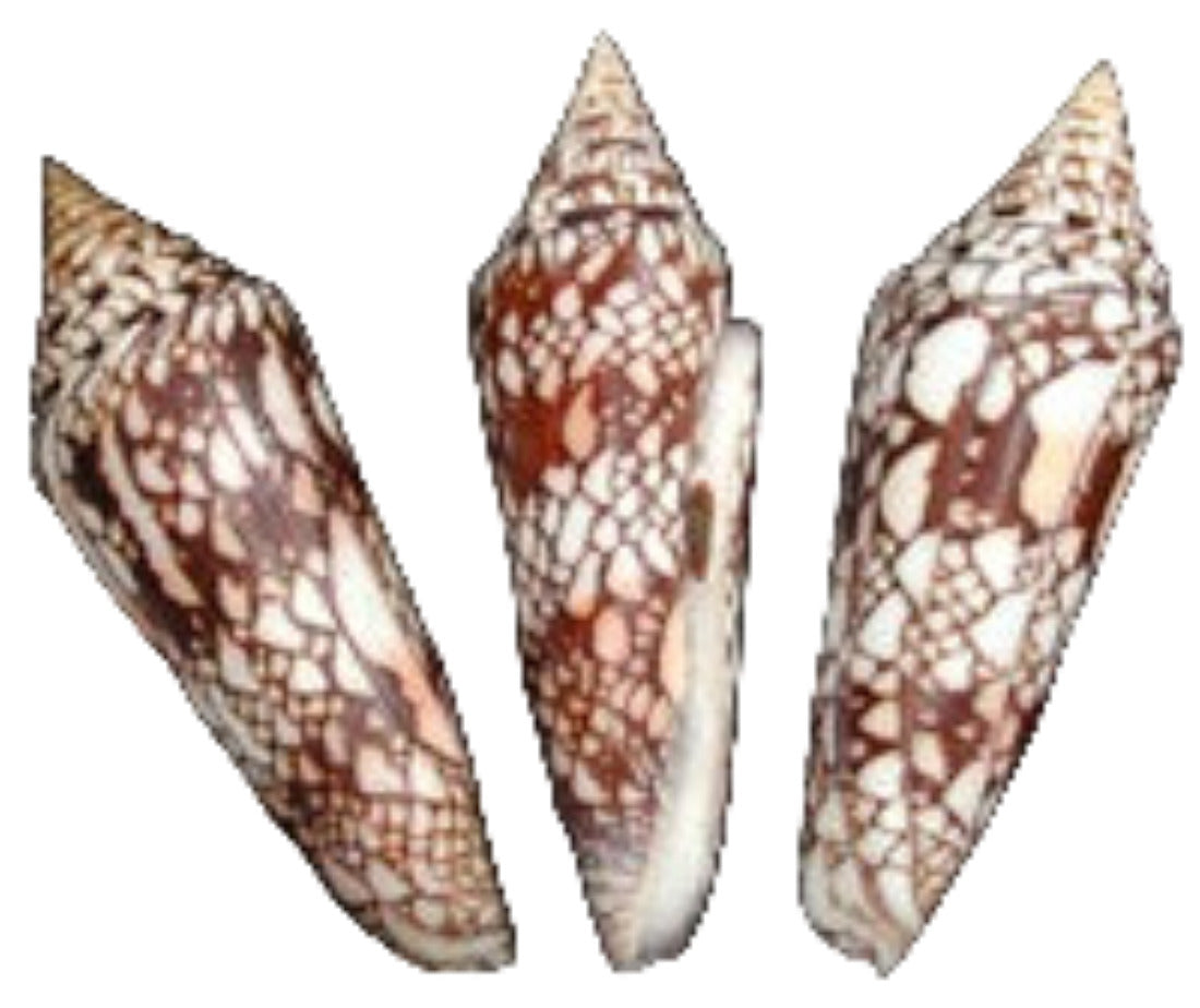 Cone Milneedwardsi "Glory of India" 4 to 4 1/2" Shell Sold Each