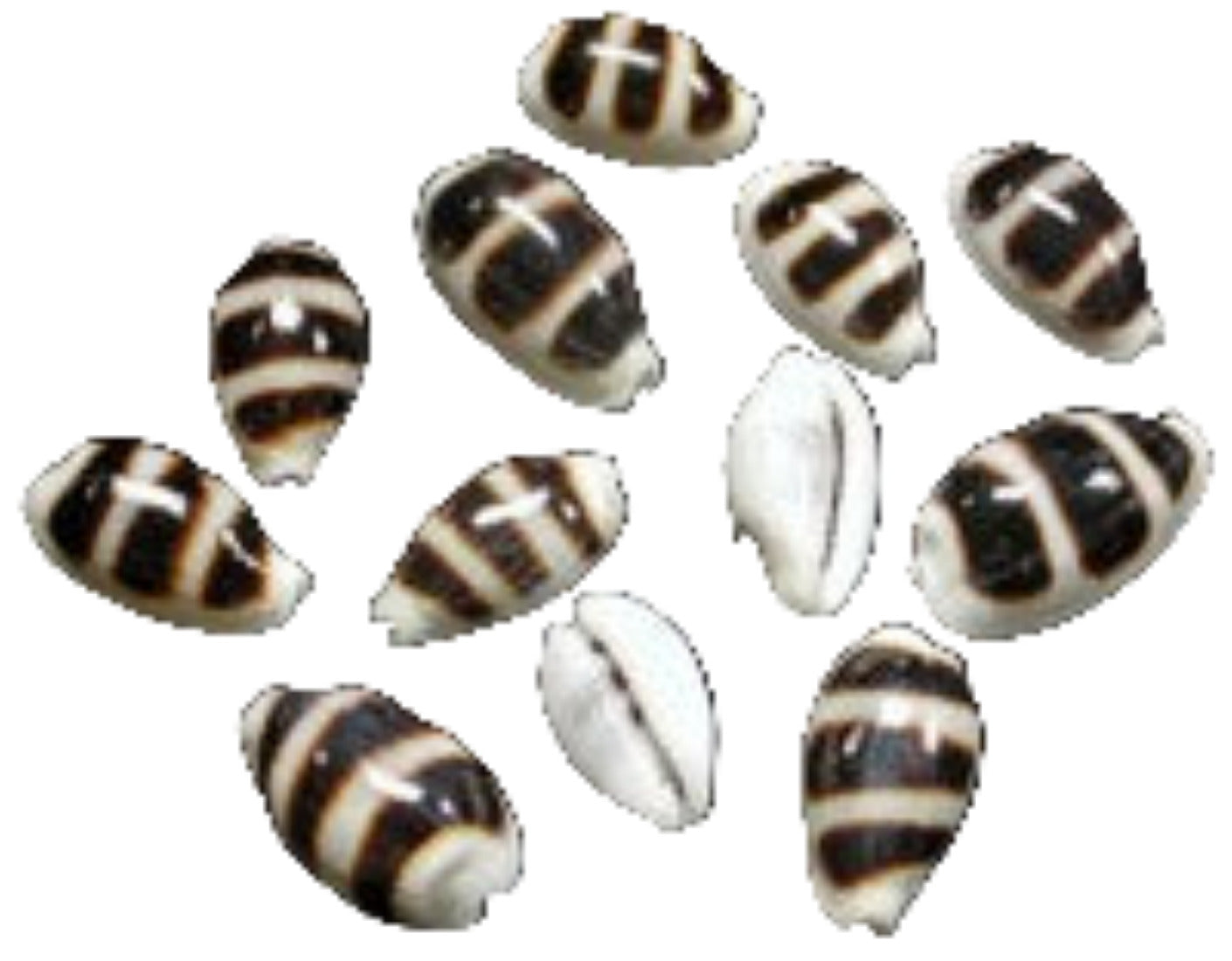 Cyprea Palmadusta Asellus 1/2" Shell OUT OF STOCK