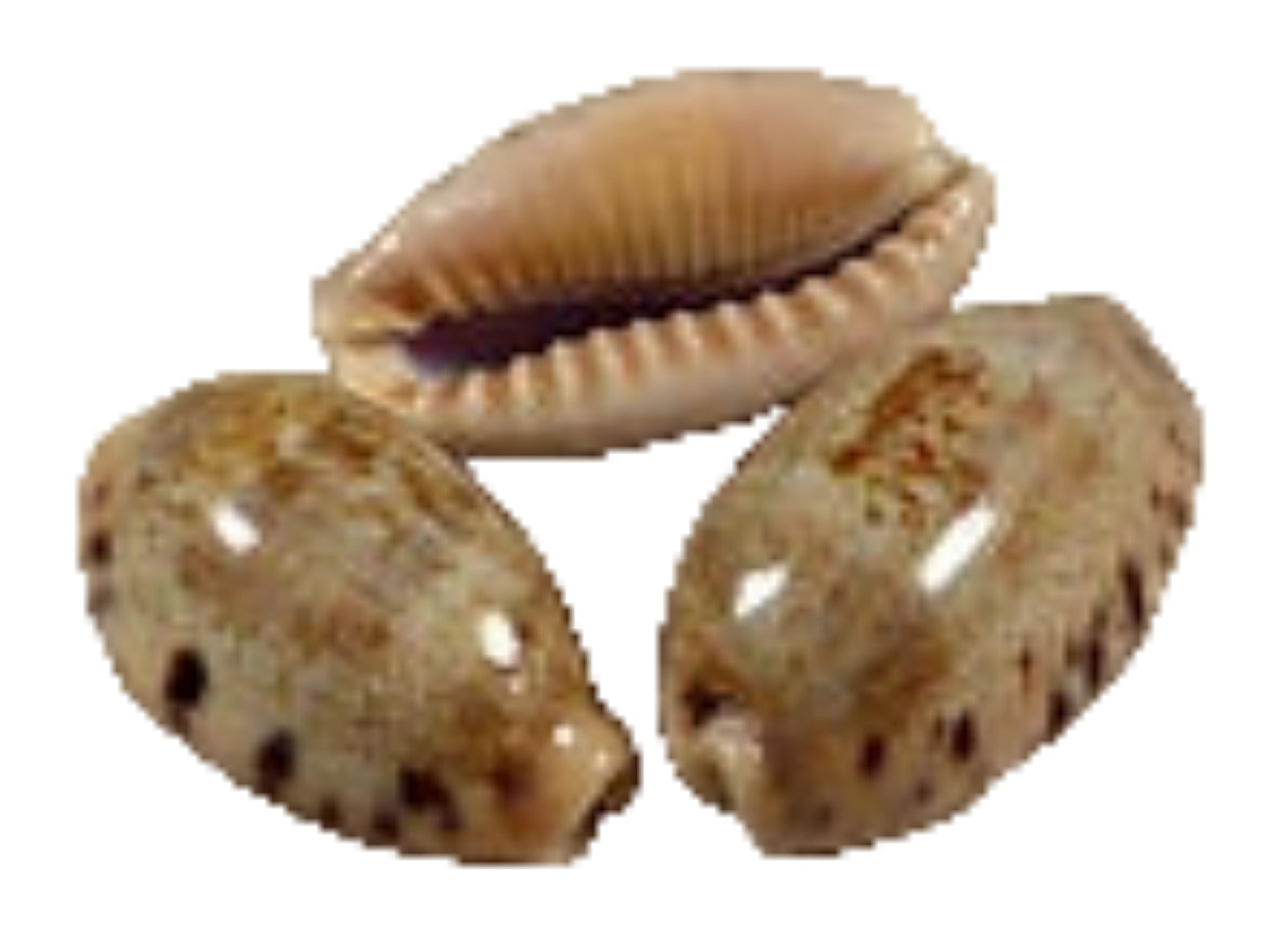 Cyprea Erronea Caurica 1 to 1 1/2" Shell  Sold Each