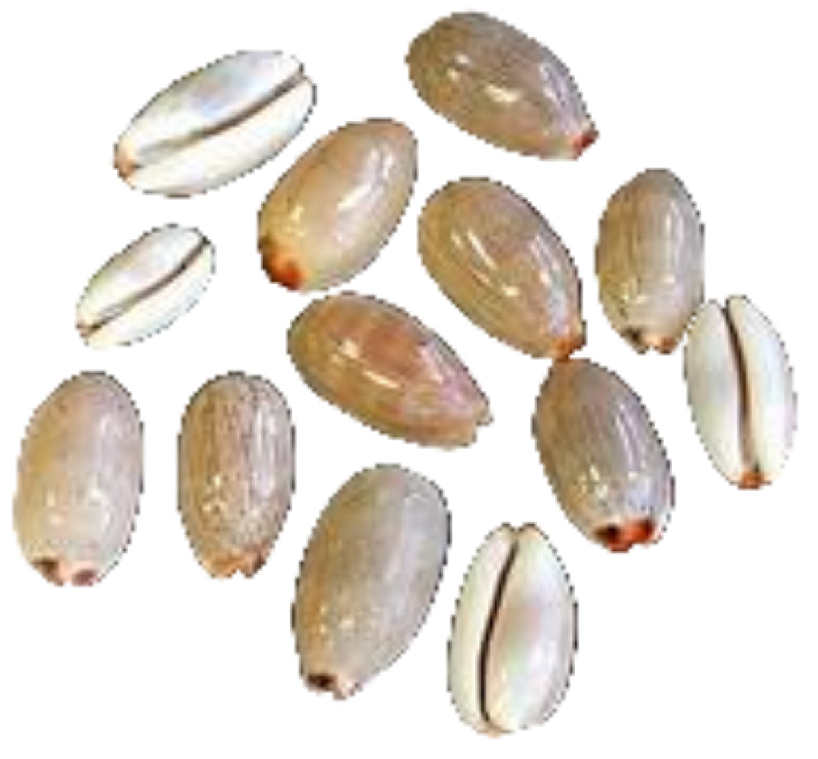 Cyprea Isabela 5/8 to 1"  Shell Sold Each