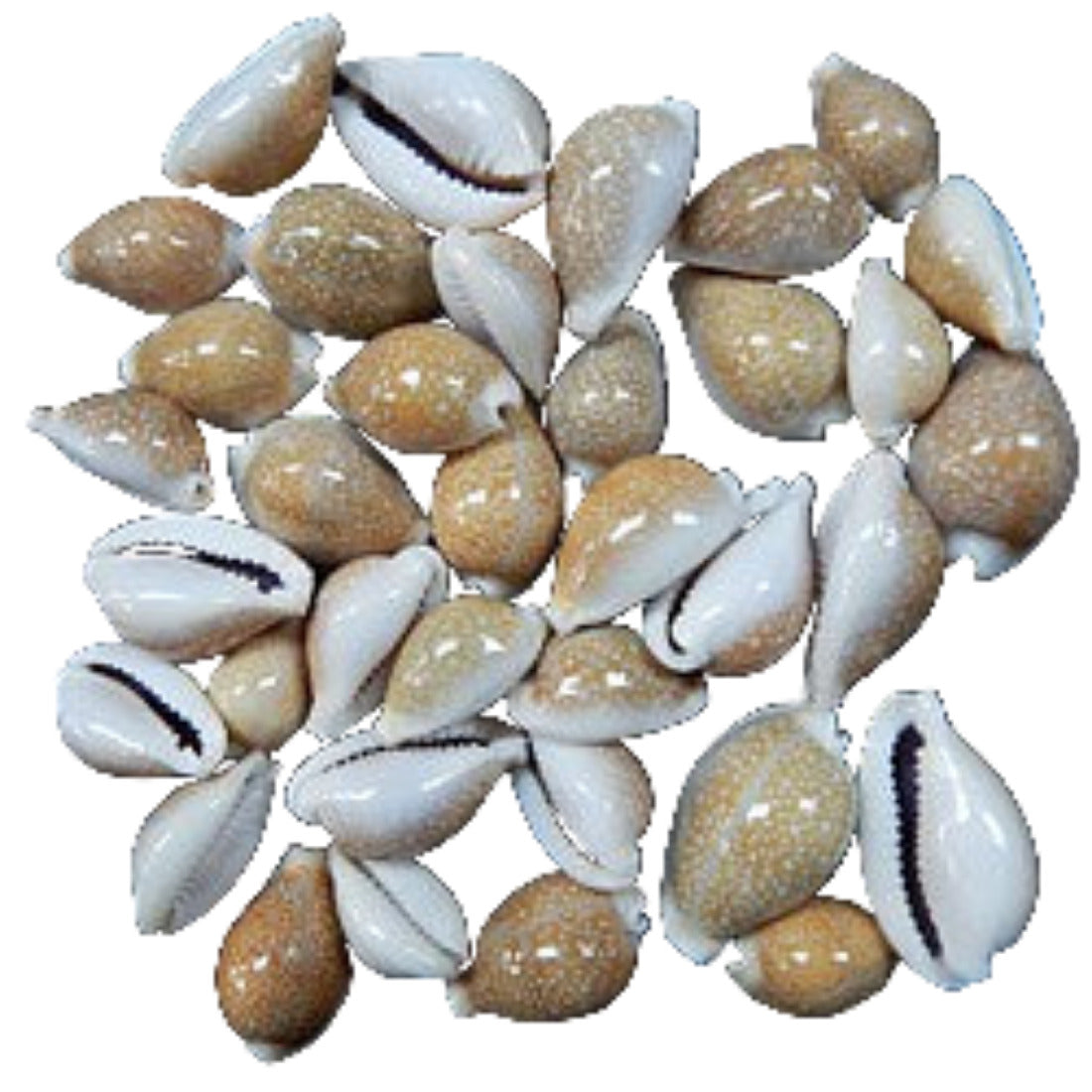 Cyprea Limacima 1/2" Shell Sold Each