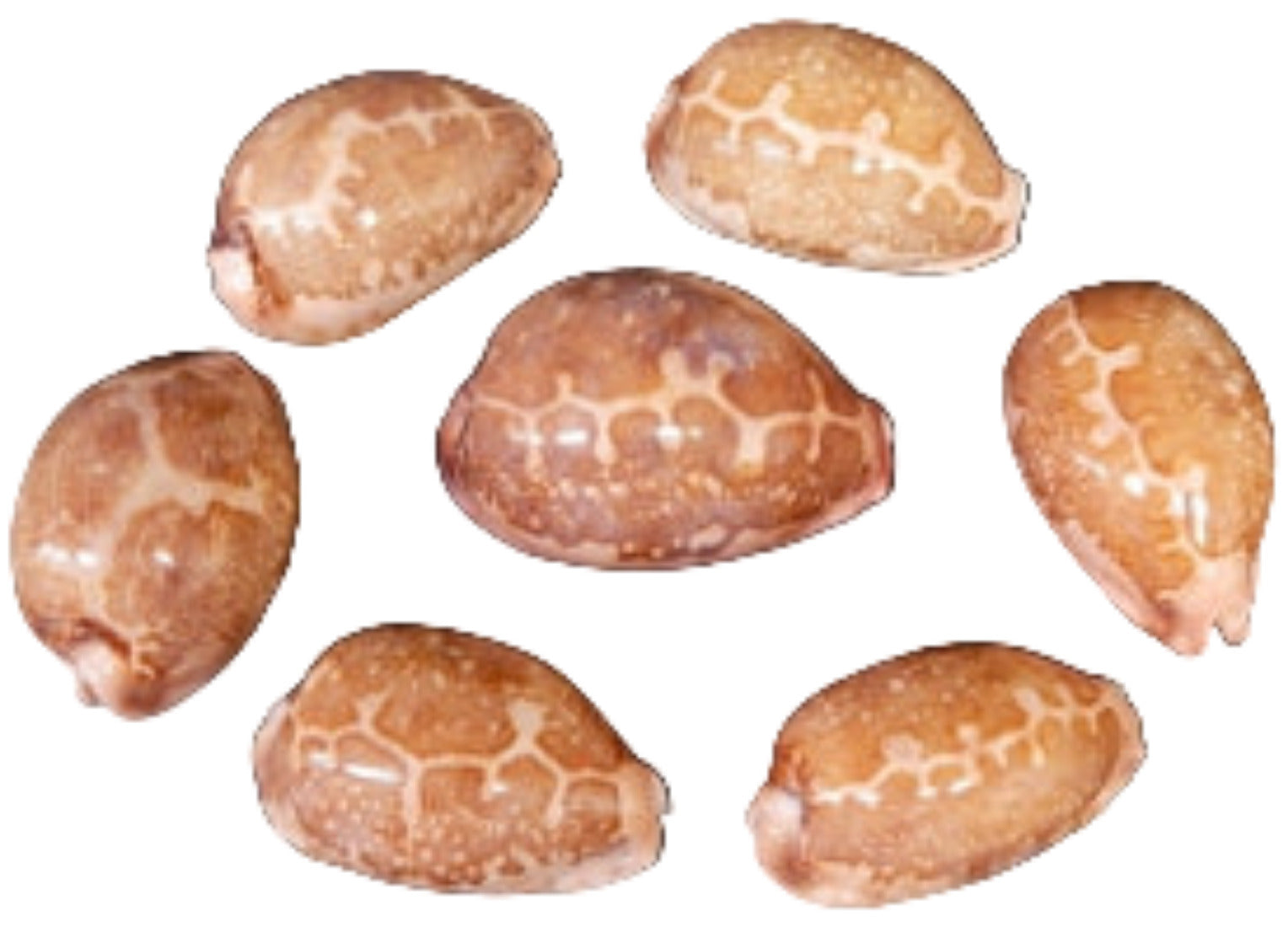 Cyprea Mappa 2 1/2 to 3" Shell Sold Each