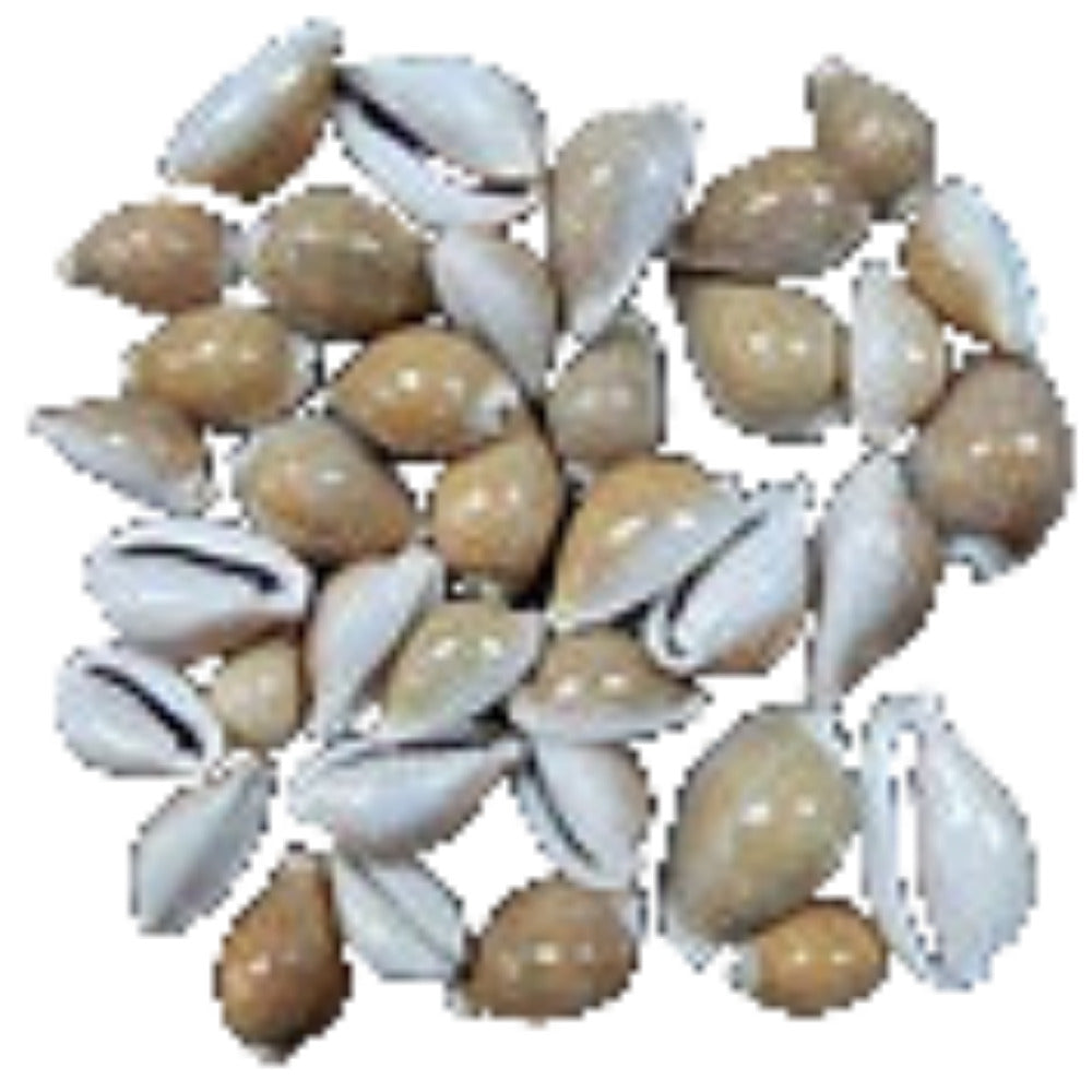 Cyprea Naria Erosa 2" or Less Shell  Sold Each