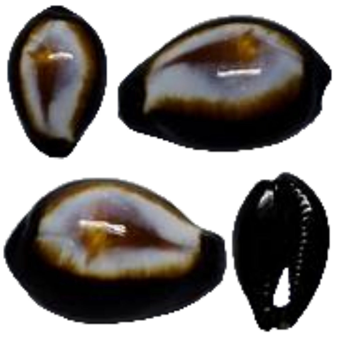 Cyprea Erronea Onyx 1 to 1 3/4" Shell Sold Each