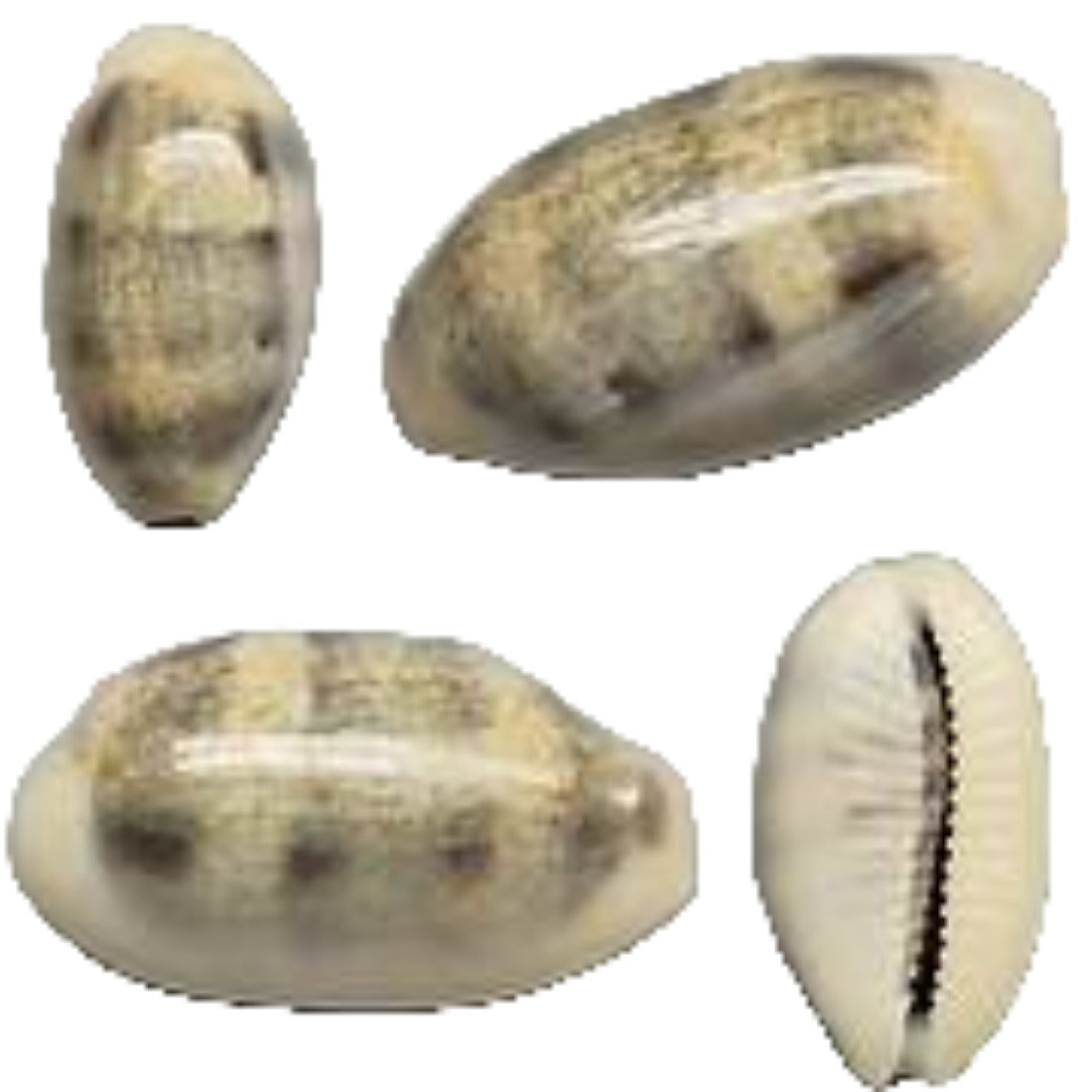 Cyprea Blasicrura Pallidula 1/2 to 1" Shell  Sold Each