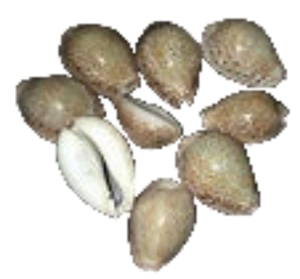 Cyprea Tarmus 2" Shell Sold Each