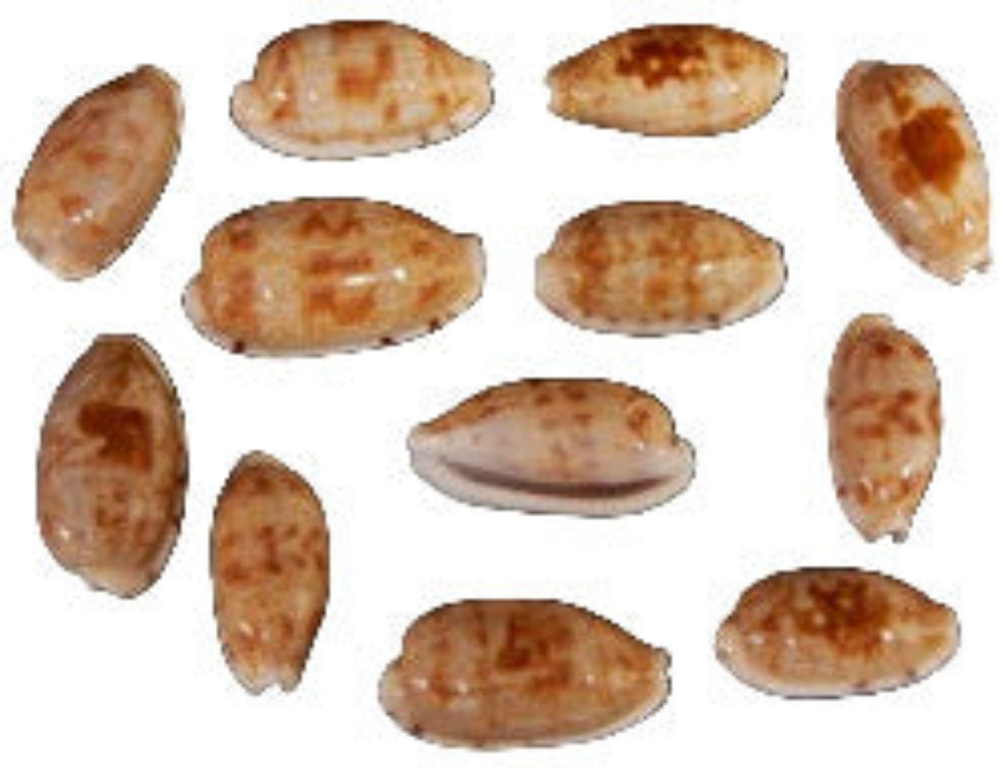 Cyprea Teres 1" Shell Sold Each